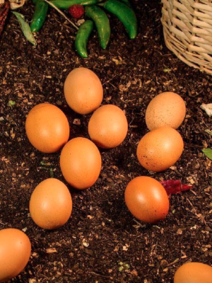 Huevo rojo orgánico