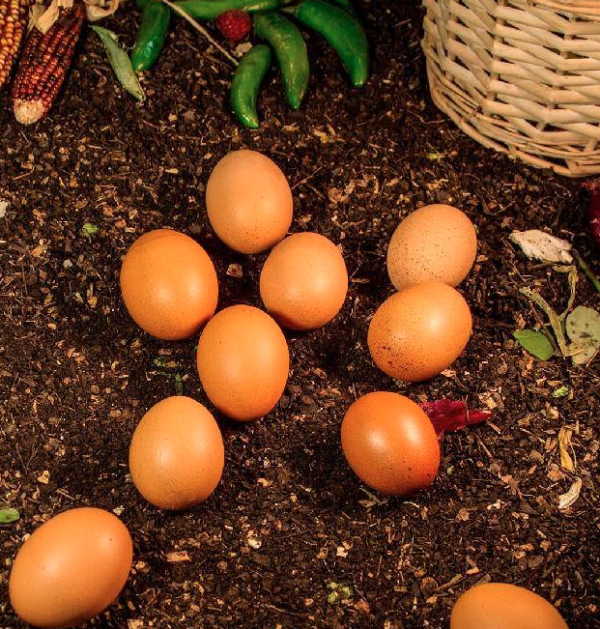 Huevo rojo orgánico