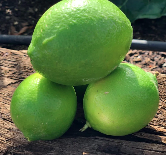 Limon Organico